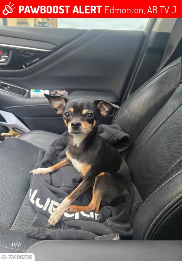 Lost Male Dog last seen By ace liquor in the parking lot, Edmonton, AB T6V 1J6