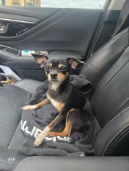 Lost Male Dog last seen By ace liquor in the parking lot, Edmonton, AB T6V 1J6