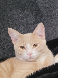 Lost Male Cat last seen Sahara and Winterwood, Las Vegas, NV 89142