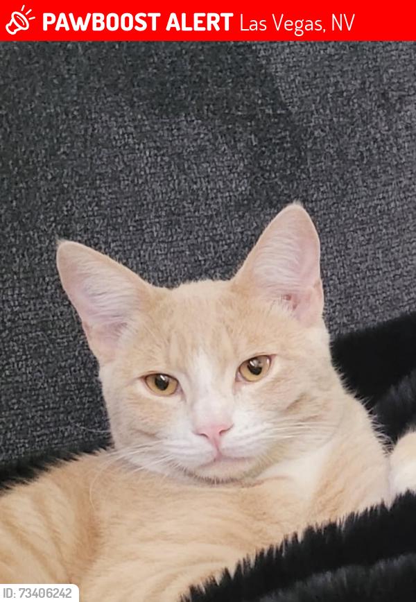 Lost Male Cat last seen Sahara and Winterwood, Las Vegas, NV 89142