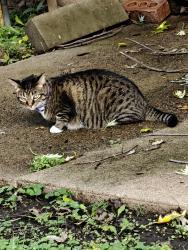 Found/Stray Unknown Cat last seen 6th Ave NW & 4th St NW, Rochester, MN 55901