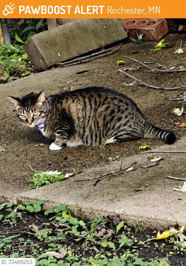 Found/Stray Unknown Cat last seen 6th Ave NW & 4th St NW, Rochester, MN 55901