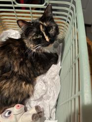 Reunited Female Cat last seen Menard and Fullerton, Chicago, IL 60639