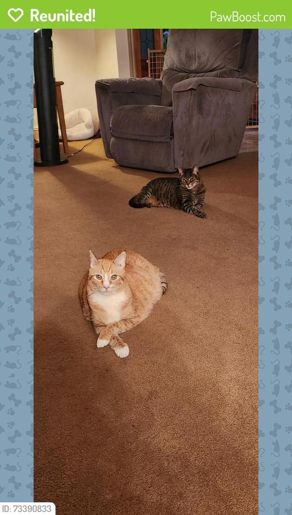 Reunited Male Cat last seen Encinitas blvd El Camino real, Encinitas, CA 92024