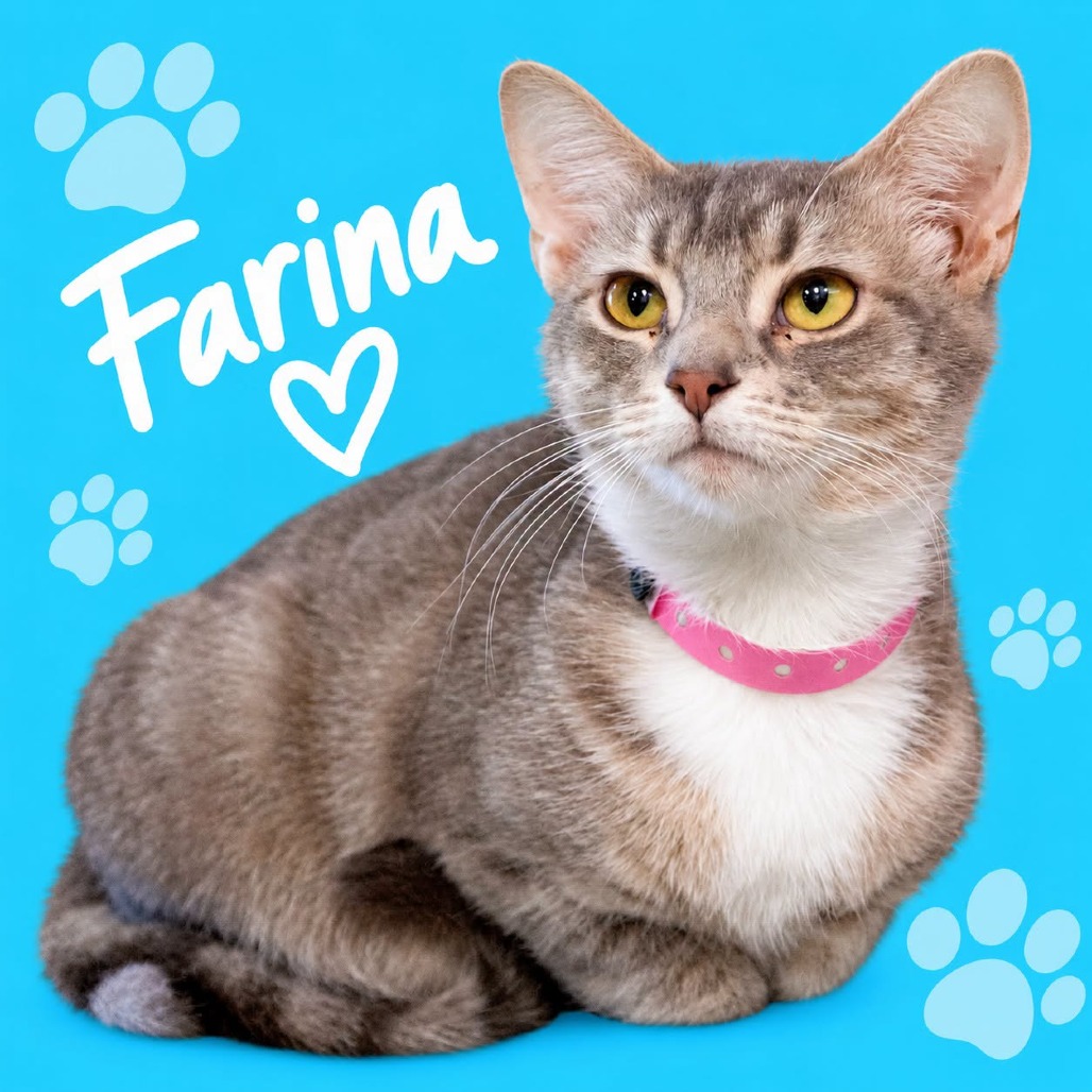 Shelter Stray Female Cat last seen , 2350 Appling City Cove, Memphis, TN 38133, USA