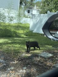 Found/Stray Unknown Cat last seen Howard and Bayshore, Tampa, FL 33629