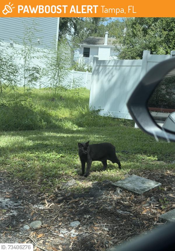 Found/Stray Unknown Cat last seen Howard and Bayshore, Tampa, FL 33629