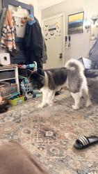 Lost Male Dog last seen SW Pryor Rd , 150, SW Hook Rd, Lee's Summit, MO 64082