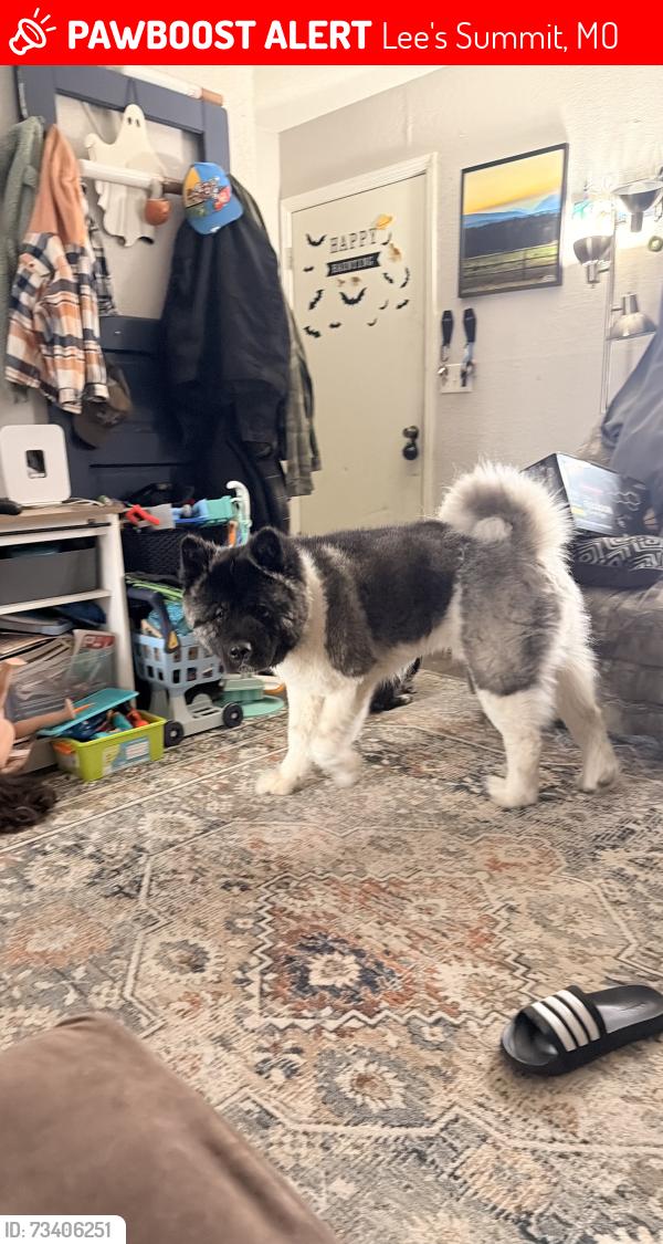 Lost Male Dog last seen SW Pryor Rd , 150, SW Hook Rd, Lee's Summit, MO 64082