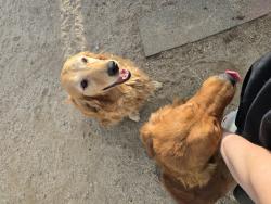 Reunited Female Dog last seen Near Lakeview Ave, Nuevo, CA 92567, Nuevo, CA 92567