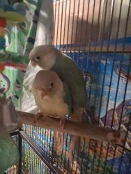Lost Female Bird last seen Rock hill ch rd, Concord, NC 28025