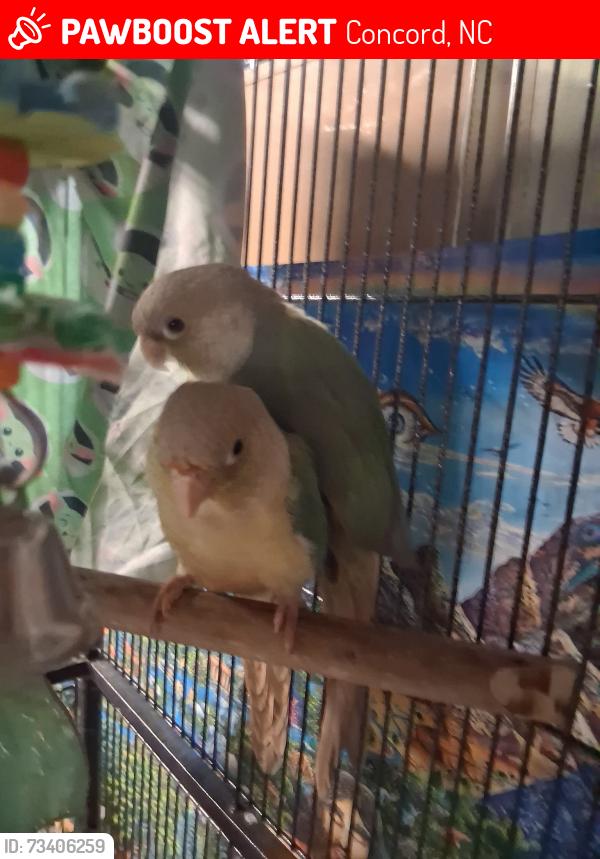 Lost Female Bird last seen Rock hill ch rd, Concord, NC 28025