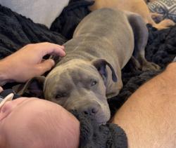 Lost Male Dog last seen McDonald & College Street, McKinney, TX 75069