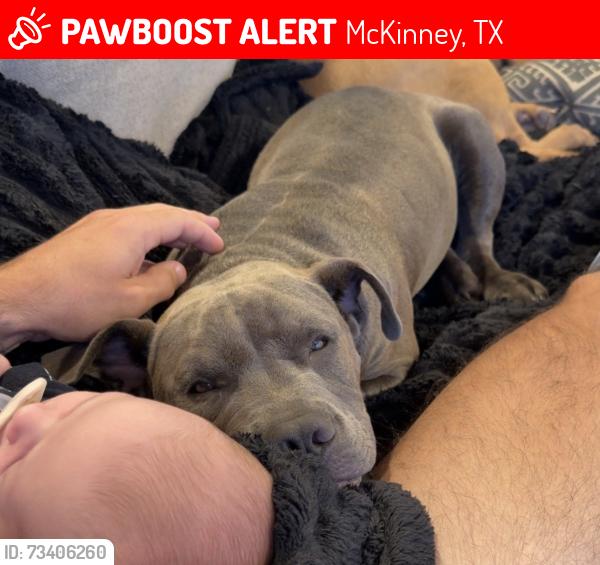 Lost Male Dog last seen McDonald & College Street, McKinney, TX 75069