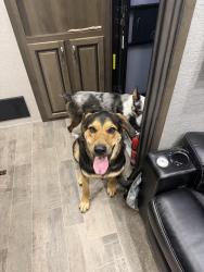 Lost Male Dog last seen Walter rd winlock wa, Winlock, WA 98596