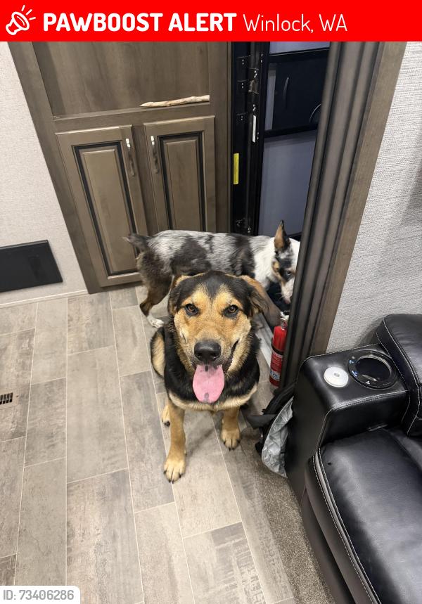 Lost Male Dog last seen Walter rd winlock wa, Winlock, WA 98596