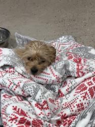 Reunited Unknown Dog last seen Towngate Movie Theater, Moreno Valley, CA 92553