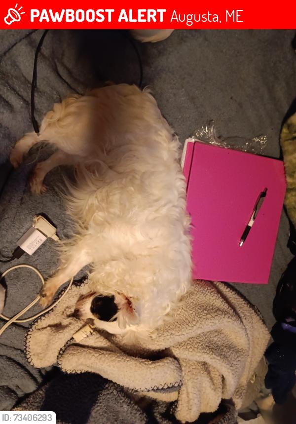 Lost Female Dog last seen Spring street, Augusta, ME 04330