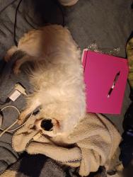 Lost Female Dog last seen Spring street, Augusta, ME 04330