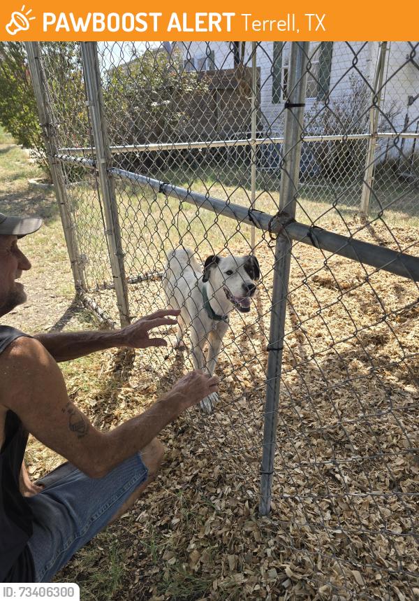 Found/Stray Female Dog last seen Ables springs water department, Terrell, TX 75161