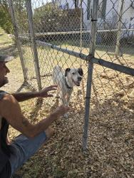 Found/Stray Female Dog last seen Ables springs water department, Terrell, TX 75161
