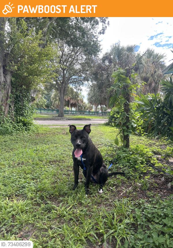 Found/Stray Male Dog last seen The canal with green fences, West Palm Beach, FL 33401