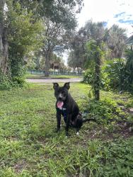 Found/Stray Male Dog last seen The canal with green fences, West Palm Beach, FL 33401