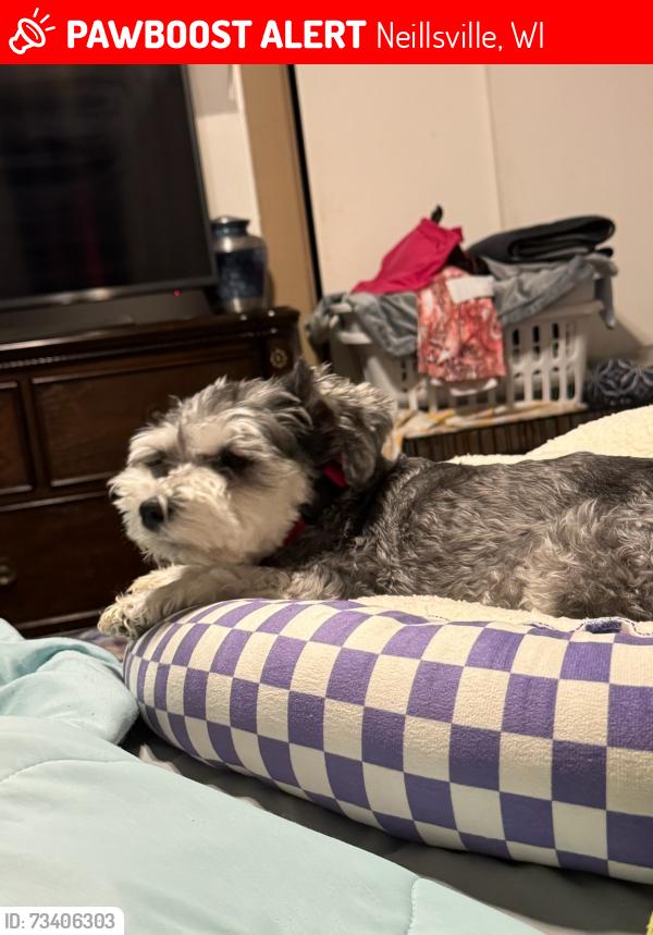 Lost Female Dog last seen Near Prospect, Neillsville, WI 54456