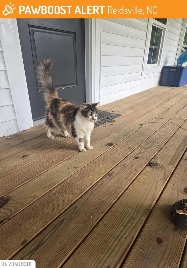 Found/Stray Unknown Cat last seen Wolf island road, Reidsville, NC 27320