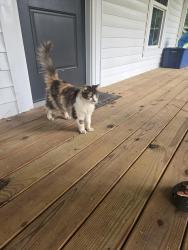 Found/Stray Unknown Cat last seen Wolf island road, Reidsville, NC 27320