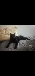 Reunited Male Cat last seen Mclain and oak Hill neighborhood, Escondido, CA 92027
