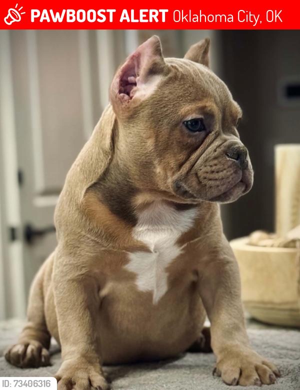 Lost Female Dog last seen 25th & high & 29th, Oklahoma City, OK 73129