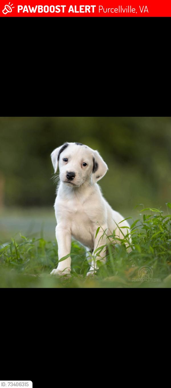 Lost Male Dog last seen Near Harpers Ferry Rd Hillsboro VA, Purcellville, VA 20132