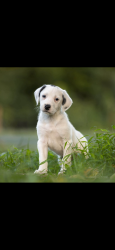 Lost Male Dog last seen Near Harpers Ferry Rd Hillsboro VA, Purcellville, VA 20132