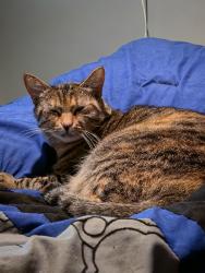 Reunited Female Cat last seen In the woods around Betty Phillips Circle and Copley Drive, Taunton, MA 02780