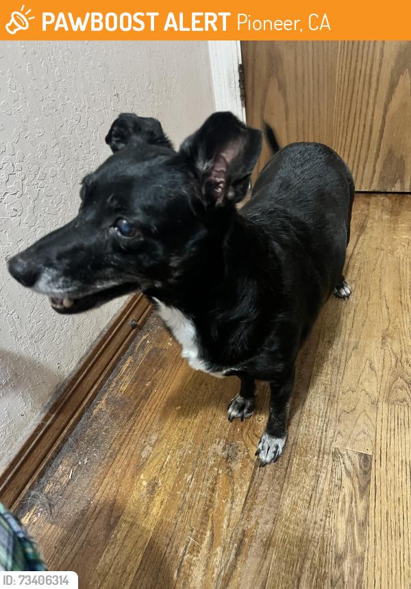 Found/Stray Female Dog last seen Bonanza Rd., Pioneer CA, Pioneer, CA 95666