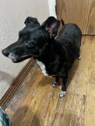 Found/Stray Female Dog last seen Bonanza Rd., Pioneer CA, Pioneer, CA 95666