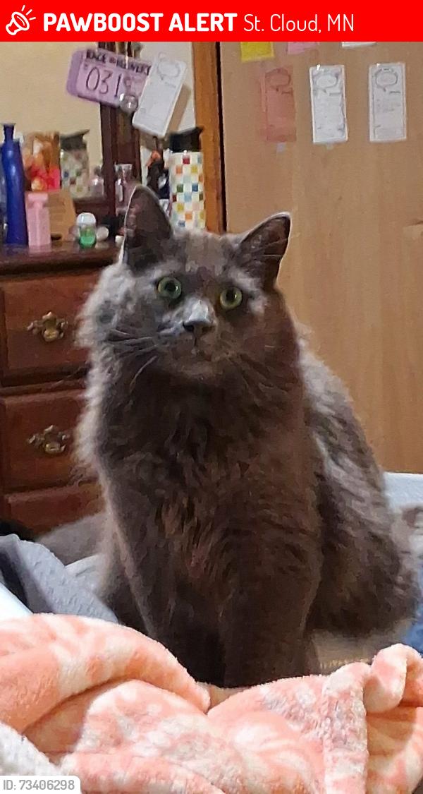 Lost Male Cat last seen 9th Avenue South, St. Cloud, MN 56301