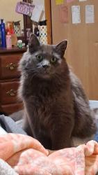 Lost Male Cat last seen 9th Avenue South, St. Cloud, MN 56301