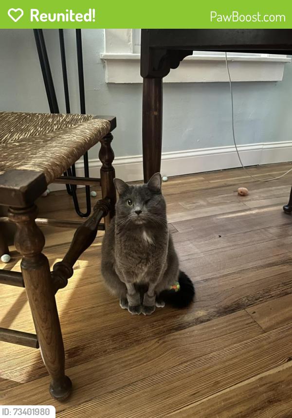 Reunited Female Cat last seen Fox Run Road, Deep River, Deep River, CT 06417