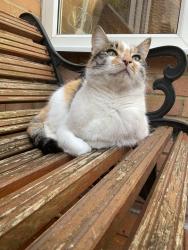 Lost Female Cat last seen Palmers drive grays Essex rm175qu, Thurrock, England RM17 5QU