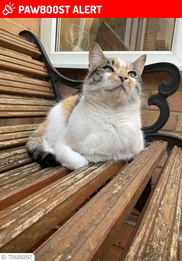 Lost Female Cat last seen Palmers drive grays Essex rm175qu, Thurrock, England RM17 5QU