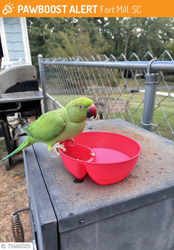 Found/Stray Female Bird last seen Foxwoos, Fort Mill, SC 29715
