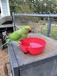 Found/Stray Female Bird last seen Foxwoos, Fort Mill, SC 29715