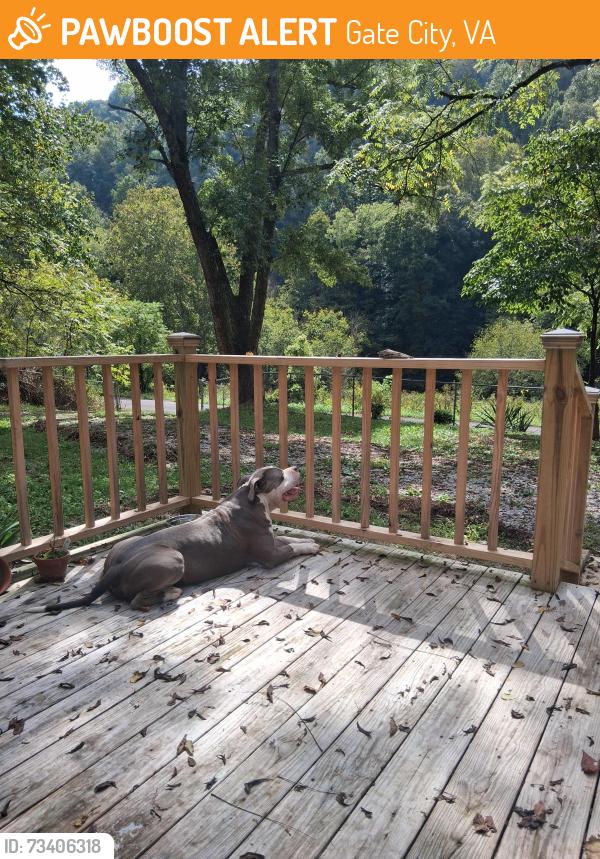 Found/Stray Male Dog last seen Near ruritan Run Rd, Gate City, VA 24251