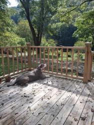 Found/Stray Male Dog last seen Near ruritan Run Rd, Gate City, VA 24251