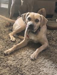 Reunited Female Dog last seen S 25th Dr, Yuma, AZ 85364