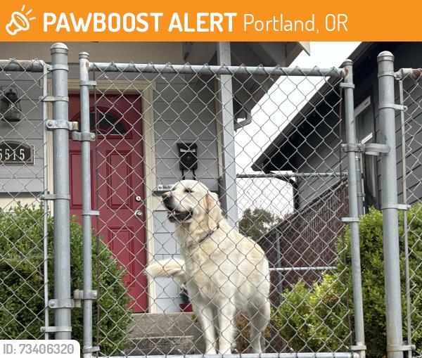 Found/Stray Unknown Dog last seen Van Houton, Portland, OR 97203