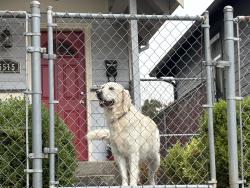 Found/Stray Unknown Dog last seen Van Houton, Portland, OR 97203