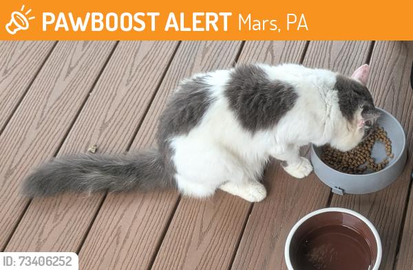 Found/Stray Female Cat last seen union church rd, adams two, mars pa, Mars, PA 16046
